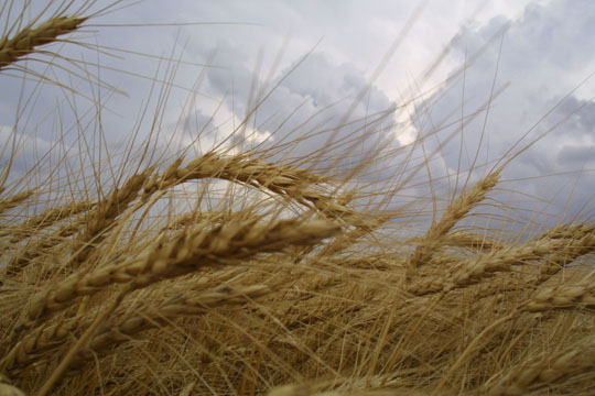 wheat2.jpg