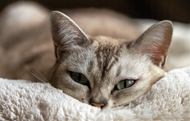 cat-in-blanket